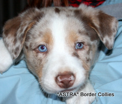 Red Tricolour Merle Male border collie puppy